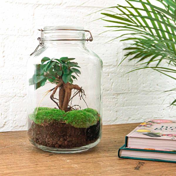 DIY terrarium - Jar - Ficus Ginseng bonsai - ↕ 28 cm - Normal  BotanicBridge