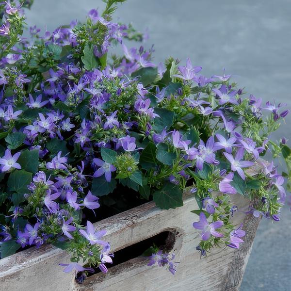 Campanula poscharskyana 'Stella' - ↕10-25cm - Ø9cm - 12x  BotanicBridge