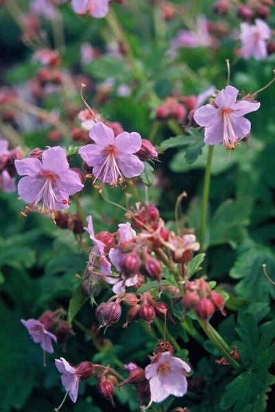 Geranium macr. 'Ingwersen's Var.' - ↕10-25cm - Ø9cm - 40x  BotanicBridge