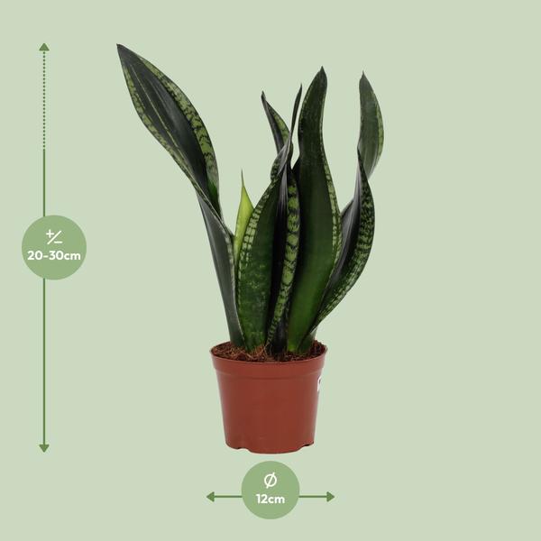 Sansevieria Whitney 12cm - Ø12cm - ↕27cm  BotanicBridge