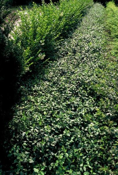 Euonymus fort. 'Dart's Blanket' - ↕10-25cm - Ø9cm - 20x  BotanicBridge