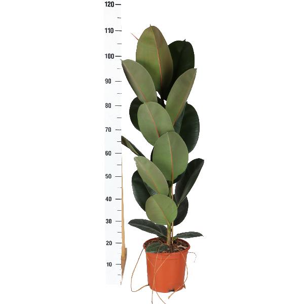 Ficus Elastica Robusta - Ø21cm - ↕90cm in Boule ANTRACIET pot  BotanicBridge