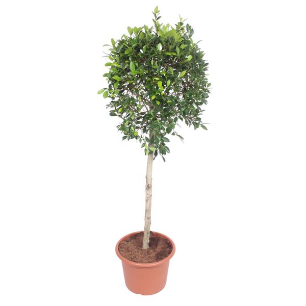 Ficus Nitida boom - 170 cm - ø40  BotanicBridge