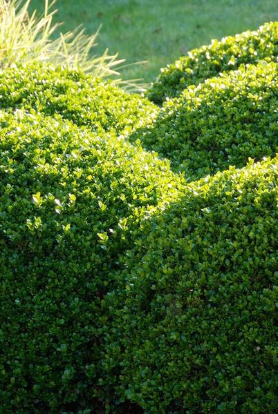 Buxus Sempervirens - ↕10-25cm - Ø9cm - 12x  BotanicBridge