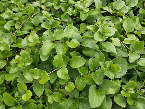 Vinca major 'Alba' - ↕10-25cm - Ø9cm - 40x  BotanicBridge