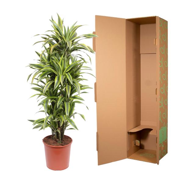 Dracaena Lemon Lime - 150 cm - ø30  BotanicBridge