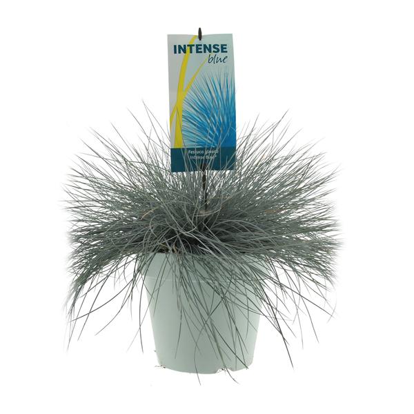 Festuca Glauca Intense Blue - Ø23cm - ↕50cm  BotanicBridge