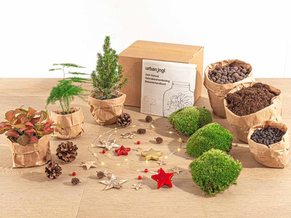 Planten terrarium pakket - Mini-kerstboom - 3 planten -  Navulling & Startpakket - DIY Christmas  BotanicBridge