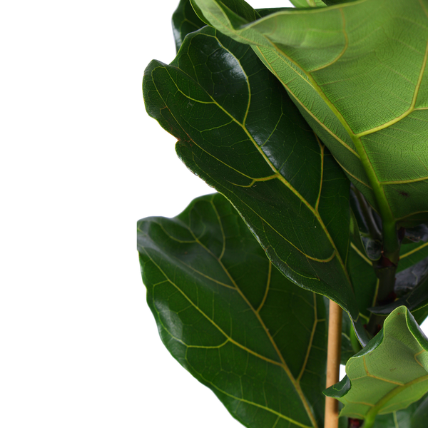 Ficus Lyrata - Ø21cm - ↕90cm in Boule WIT pot  BotanicBridge