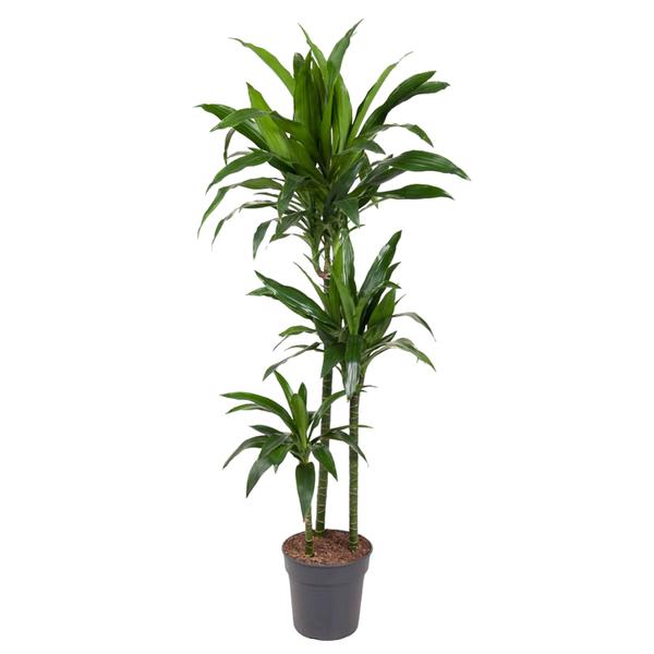 Dracaena Janet Craig - 150 cm - ø24  BotanicBridge