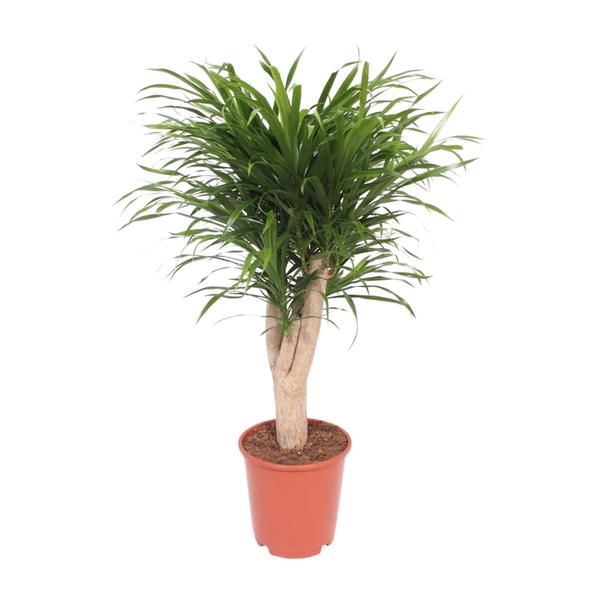 Dracaena Reflexa Anita - Ø24cm - ↕100cm  BotanicBridge