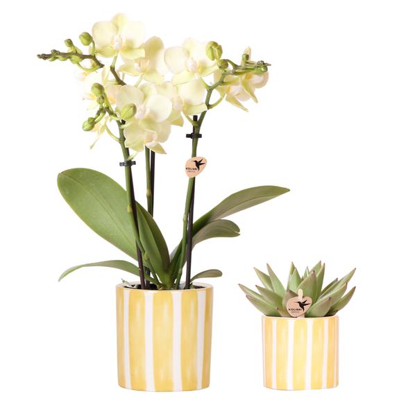 Kolibri Orchids | Set van gele orchidee Mexico en succulent in Painted Stripe sierpot - potmaat Ø9cm & Ø6cm | bloeiende kamerplant - vers van de kweker  BotanicBridge