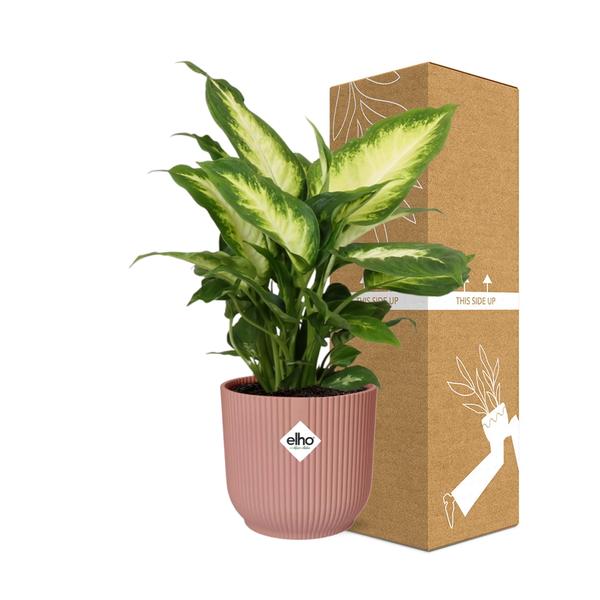 Dieffenbachia ‘Camilla’ in ELHO Vibes Fold 14cm roze  BotanicBridge