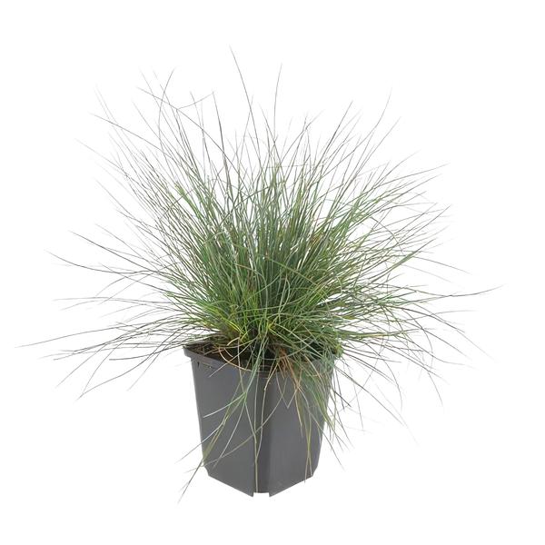 Festuca glauca 'Elijah Bleu' - ↕10-25cm - Ø9cm  - 6x  BotanicBridge