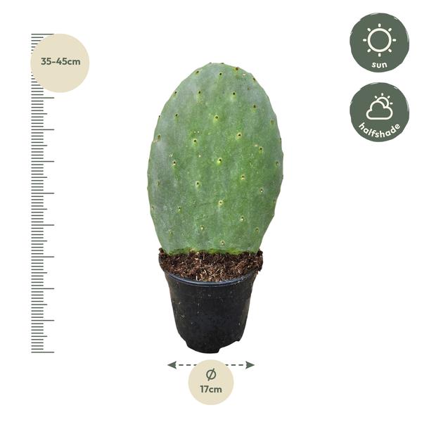 Opuntia Cactus - 40 cm - Ø17cm  BotanicBridge