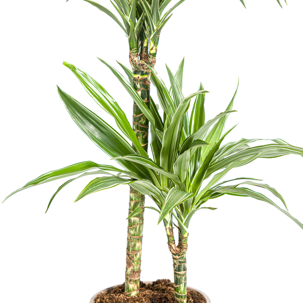 Dracaena Deremensis White Stripe Ø19cm - ↕80cm  BotanicBridge