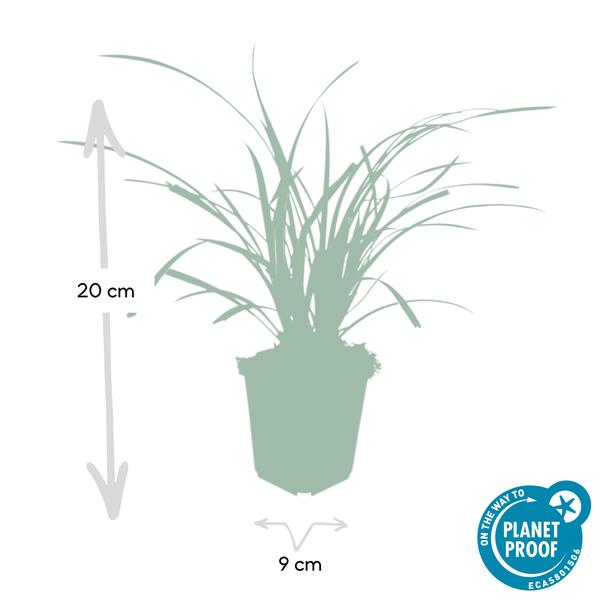 Carex morrowii 'Ice Dance' - ↕10-25cm - Ø9cm - 40x  BotanicBridge