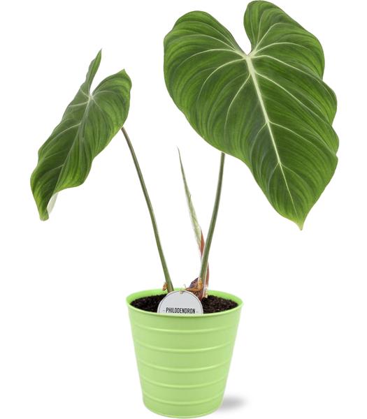 Philodendron Gloriosum - Ø15cm - ↕45cm +  Bodhi Pot D16x15cm - Groen  BotanicBridge