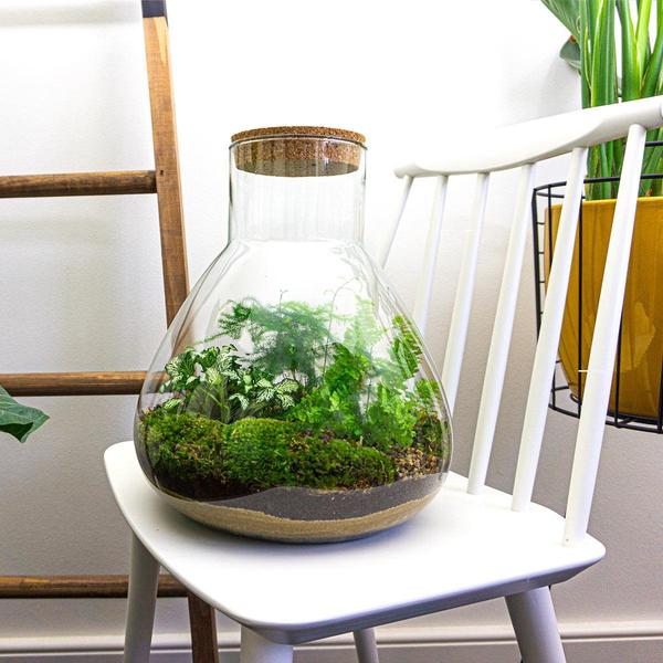 DIY terrarium - Sam XL - ↕ 35 cm - Rake + Shovel + Tweezer + Scissors  BotanicBridge