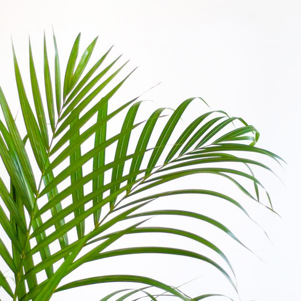 Areca Palm (Dypsis) met Lissabon mand zwart - 100cm - Ø21  BotanicBridge