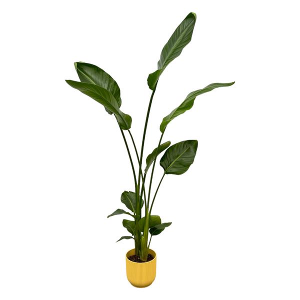 Strelitzia Nicolai inclusief elho Vibes Fold Round geel - 100 cm - Ø18  BotanicBridge