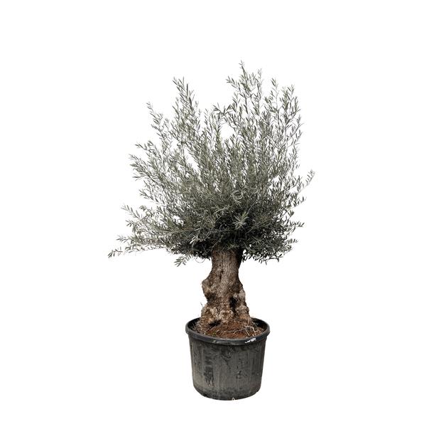 Olea Europaea Bonsai - 225cm- Ø80  BotanicBridge