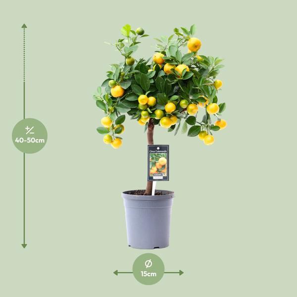 Citrus Calamondin - Ø15cm - ↕45cm  BotanicBridge