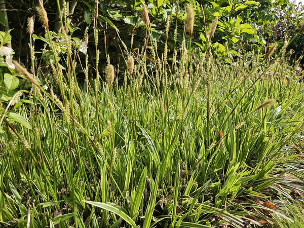 Carex morrowii 'Aureovariegata'  - ↕10-25cm - Ø9cm - 40x  BotanicBridge