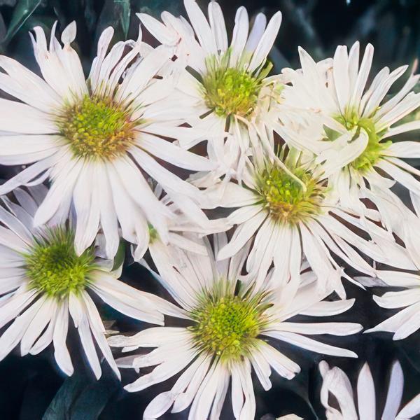 Aster ageratoides 'Ashvi' - ↕10-25cm - Ø9cm - 40x  BotanicBridge