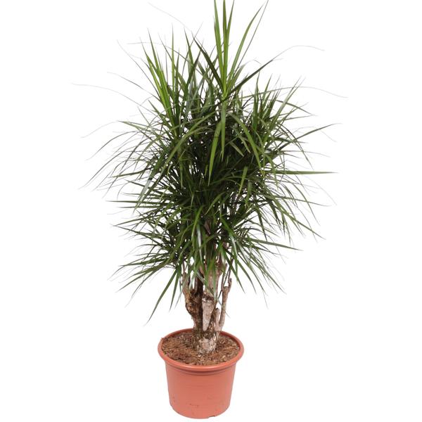 Dracaena Marginata vertakt - 160 cm - ø32  BotanicBridge