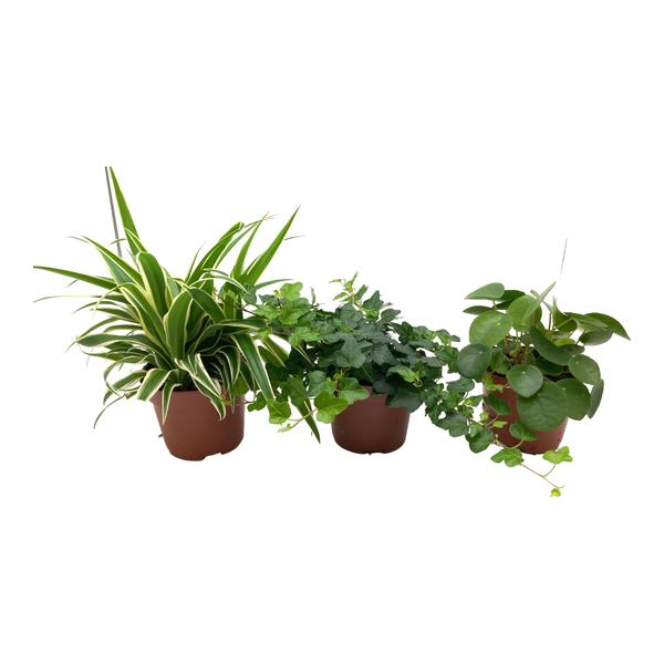 Green Mix Chlorophytum, Hedera, Pilea - 3 stuks - Ø13cm - ↕35cm  BotanicBridge