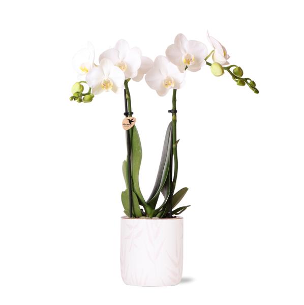 Kolibri Orchids | witte Phalaenopsis orchidee - Amabilis + Leaf pot pink - potmaat Ø9cm | bloeiende kamerplant - vers van de kweker  BotanicBridge