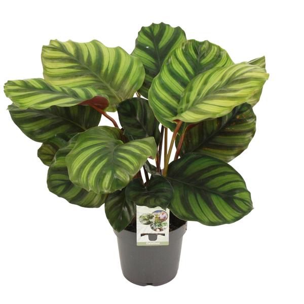 Calathea Fasciata - Ø14cm - ↕50cm  BotanicBridge