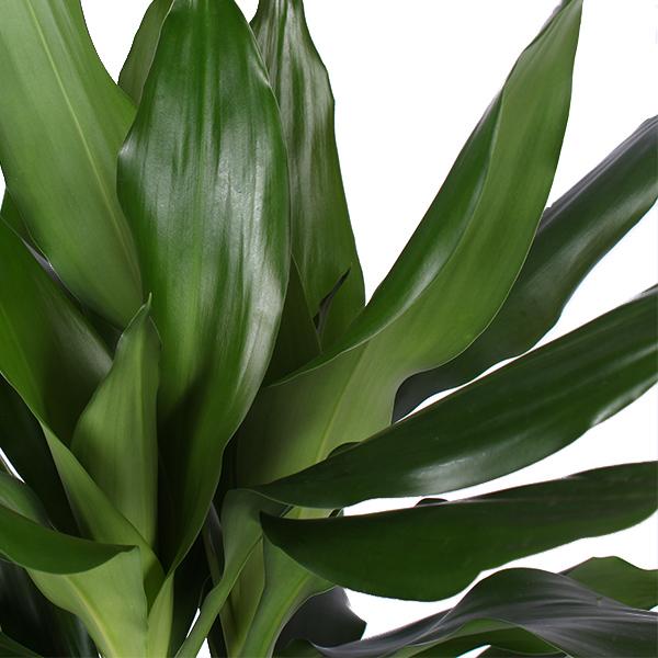 Dracaena Janet Lind Ø21cm - ↕90cm in Vibes BLUE pot  BotanicBridge