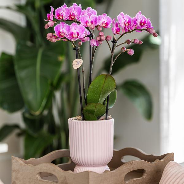 Kolibri Home | Diabolo pot pink - Ø6cm  BotanicBridge