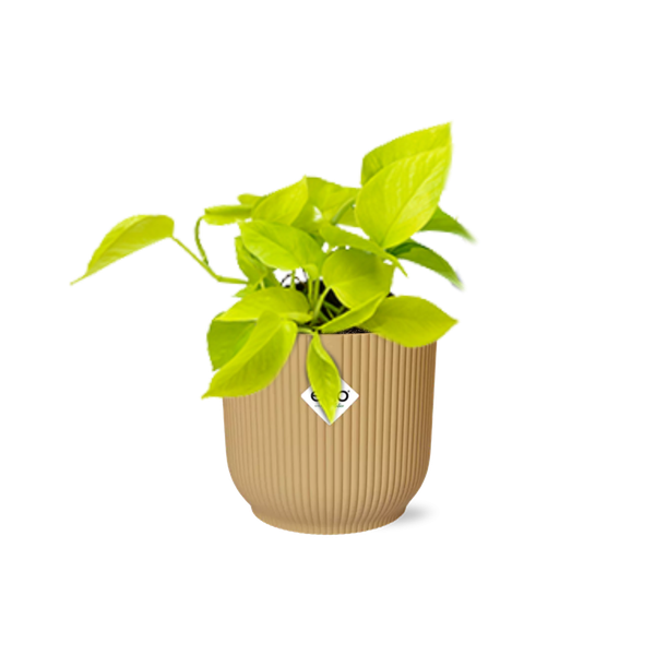 Epipremnum Pinnatum ‘Golden Pothos’ in ELHO Vibes Fold 14cm geel  BotanicBridge