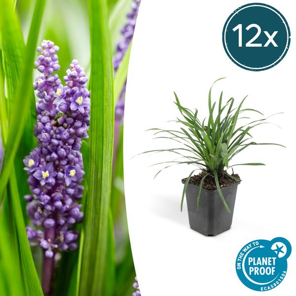 Liriope muscari 'Big Blue' - ↕10-25cm - Ø9cm - 12x  BotanicBridge