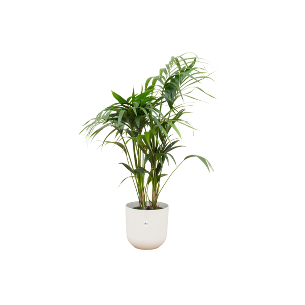 Combi deal - Kentia palm inclusief elho Jazz Round wit Ø26 - 130 cm  BotanicBridge