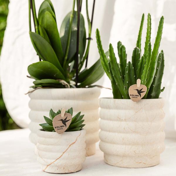 Kolibri Company | Plantenset Slow Living small  | Witte Phalaenopsis Orchidee Lausanne en Succulent incl. keramieken sierpotten op wit organisch dienblad  BotanicBridge