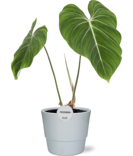 Philodendron Gloriosum - Ø15cm - ↕45cm + Pot Basic D16x13,5cm - Wit  BotanicBridge