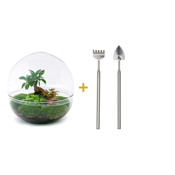 DIY terrarium - Dome XL - Ficus Ginseng Bonsai - ↕ 30 cm - Rake + Shovel  BotanicBridge