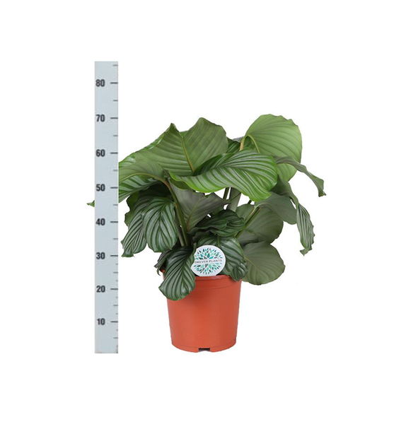 Calathea Orbifolia Ø21cm - ↕70cm in VIBES blue pot  BotanicBridge