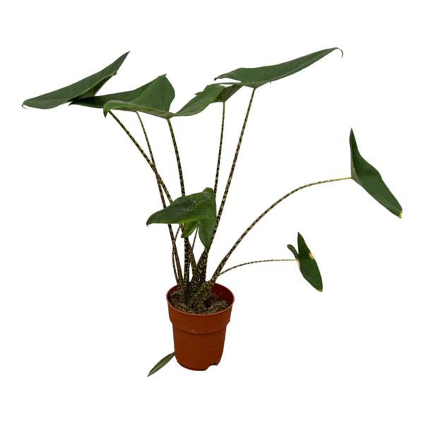 Alocasia Zebrina - 100 cm - Ø21cm  BotanicBridge