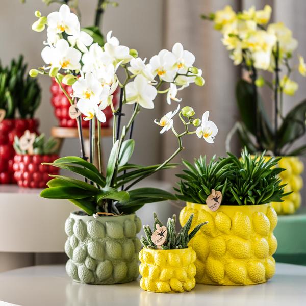 Kolibri Home | Citrus pot yellow - Ø9cm  BotanicBridge