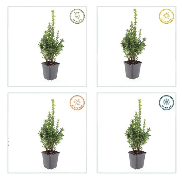 Buxus Sempervirens - ↕10-25cm - Ø9cm - 20x  BotanicBridge