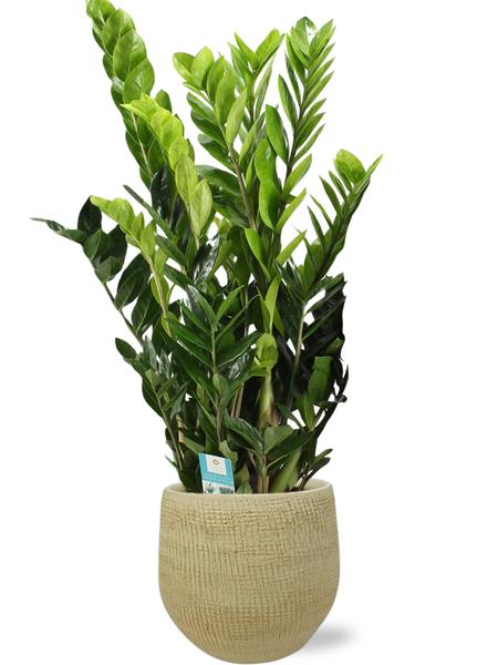 Zamioculcas Zamiifolia - Ø21cm - ↕95cm + Ryan Pot D22x20cm - Goud  BotanicBridge