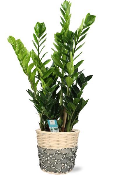 Zamioculcas - Ø21cm - ↕100cm + Lexi Pot D23x21cm - Grijs  BotanicBridge