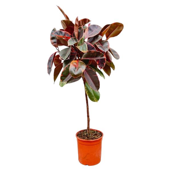 Ficus Elastica Belize op stam - 130 cm - ø24  BotanicBridge