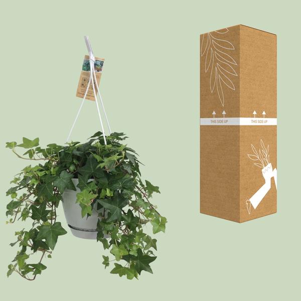 Hedera Helix Groen - Hangpot Wit / Basic - Ø17cm - ↕cm  BotanicBridge