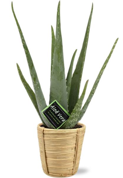 Aloe Vera - Ø14cm - ↕45cm + Bibek Pot D15x15cm - Naturel  BotanicBridge